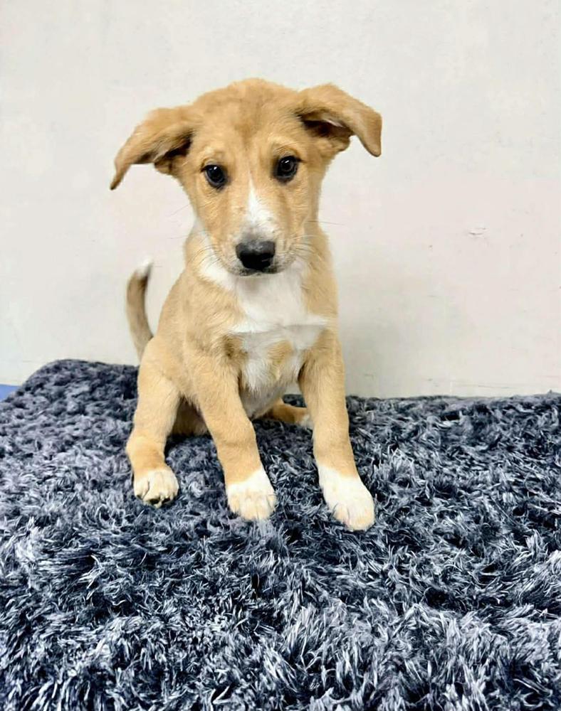 Peanut, Adoptable, Puppy Male Collie & Great Pyrenees.