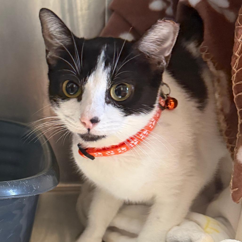 Lana, a Adoptable Domestic Short Hair in Canton, IL image 1/2