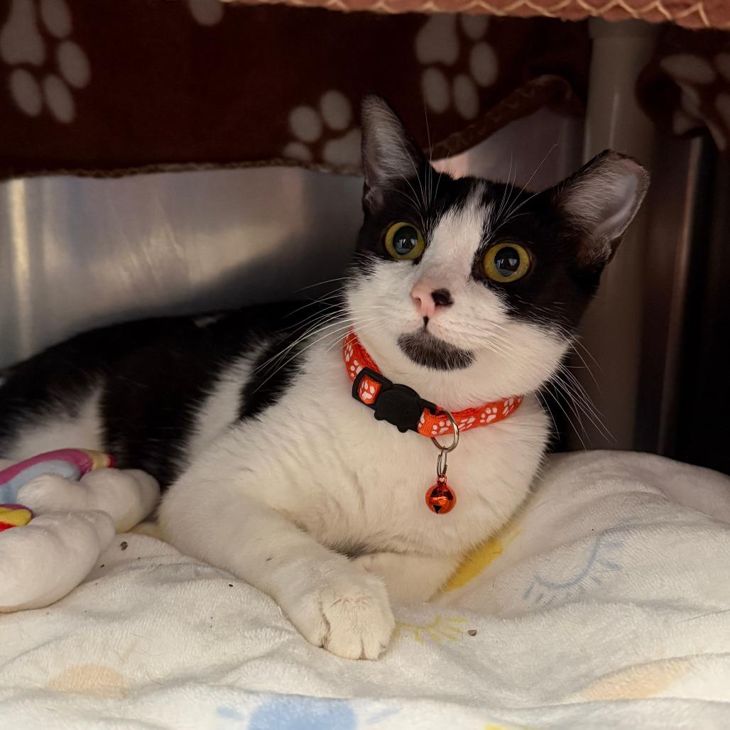 Lana, a Adoptable Domestic Short Hair in Canton, IL image 2/2