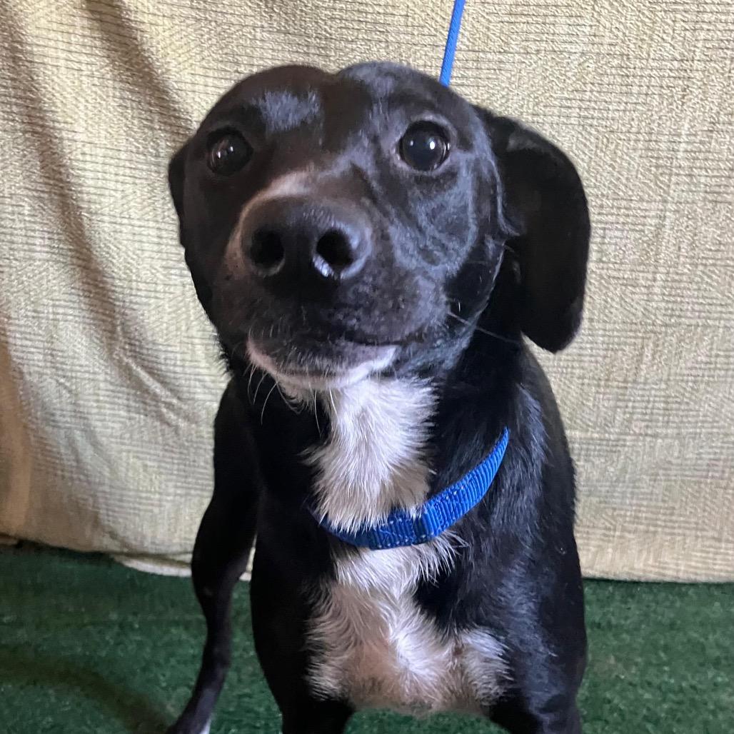 Luna, Adoptable, Adult Female Labrador Retriever.