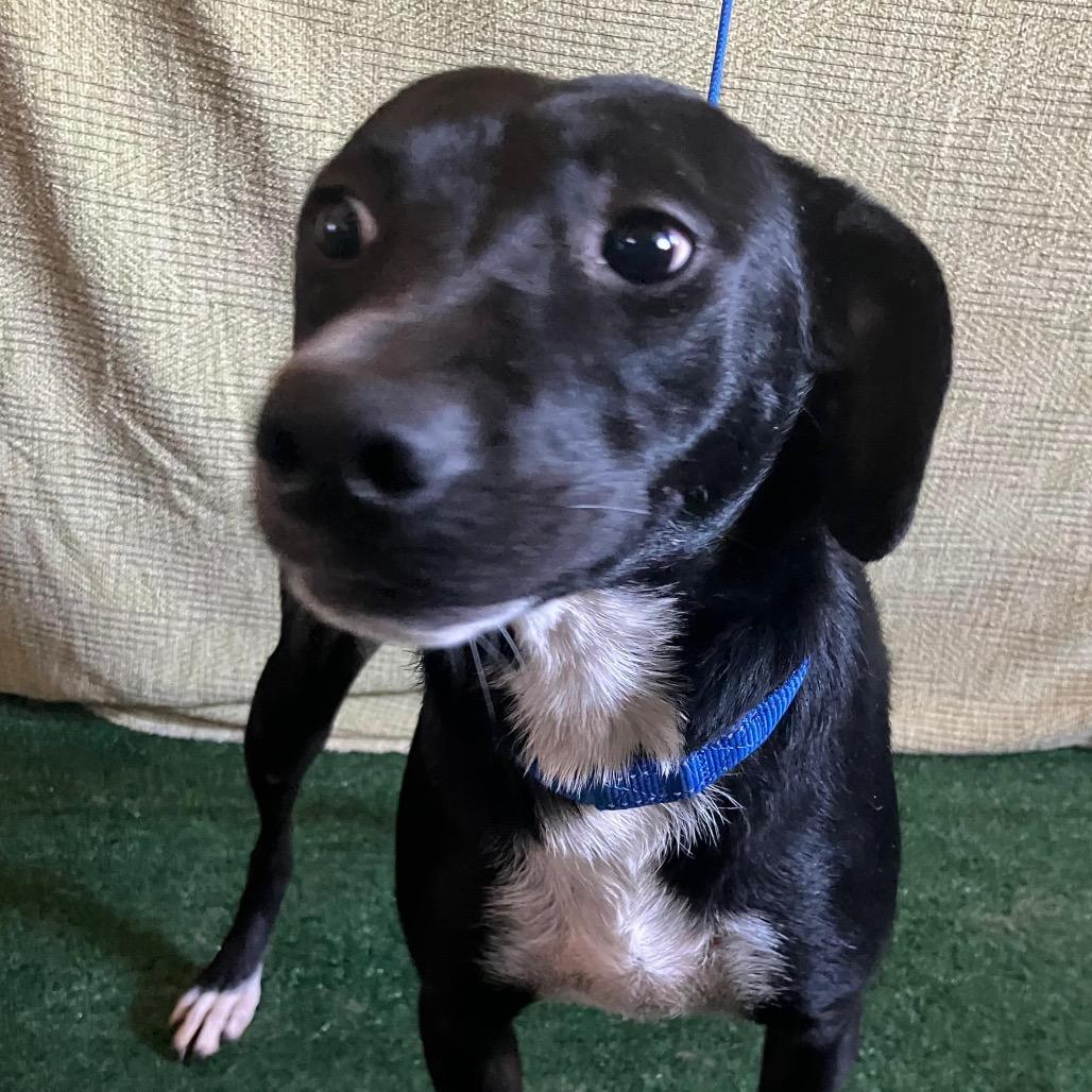 Enlarge Luna, a Adoptable Labrador Retriever in San Diego, CA image 2/3