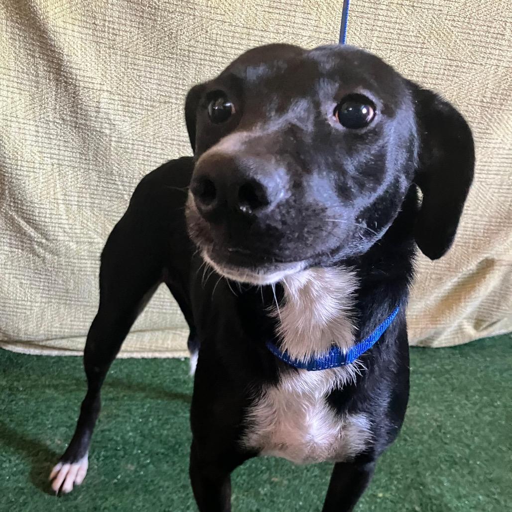 Enlarge Luna, a Adoptable Labrador Retriever in San Diego, CA image 3/3