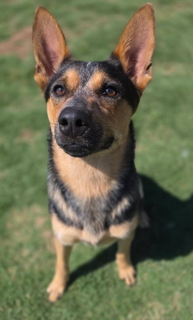 Enlarge Candy, a Adoptable Cattle Dog in Little Elm, TX image 1/1