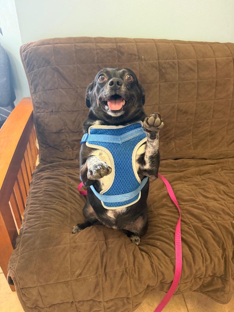 Enlarge Lucky, a Adoptable mixed breed in Marion, OH image 2/3
