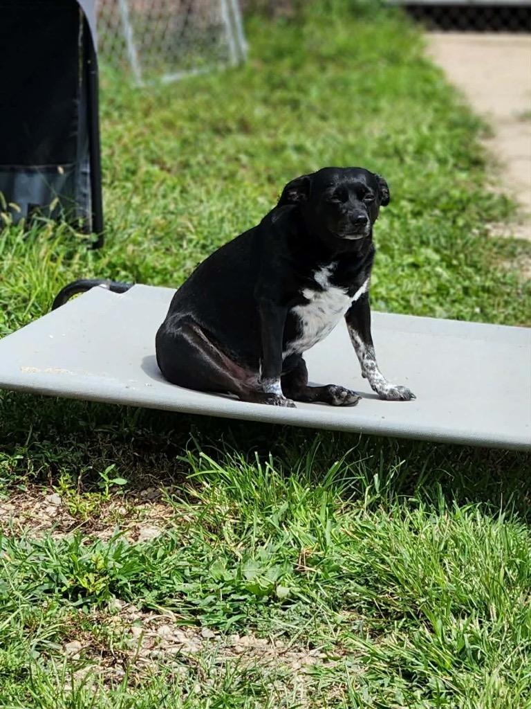 Enlarge Lucky, a Adoptable mixed breed in Marion, OH image 3/3