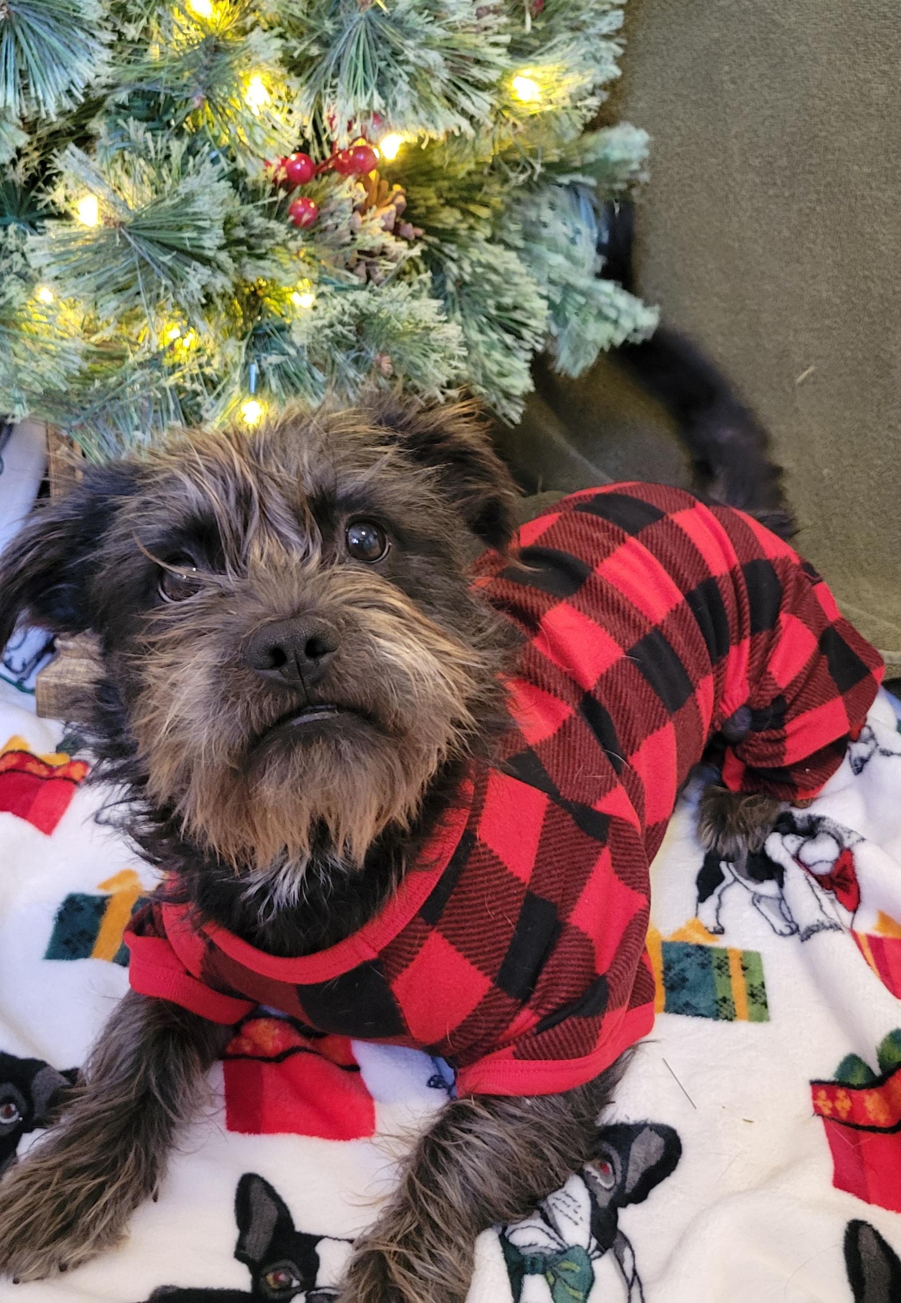 Stella, ADOPTABLE, Young Female Dachshund & Shih Tzu.