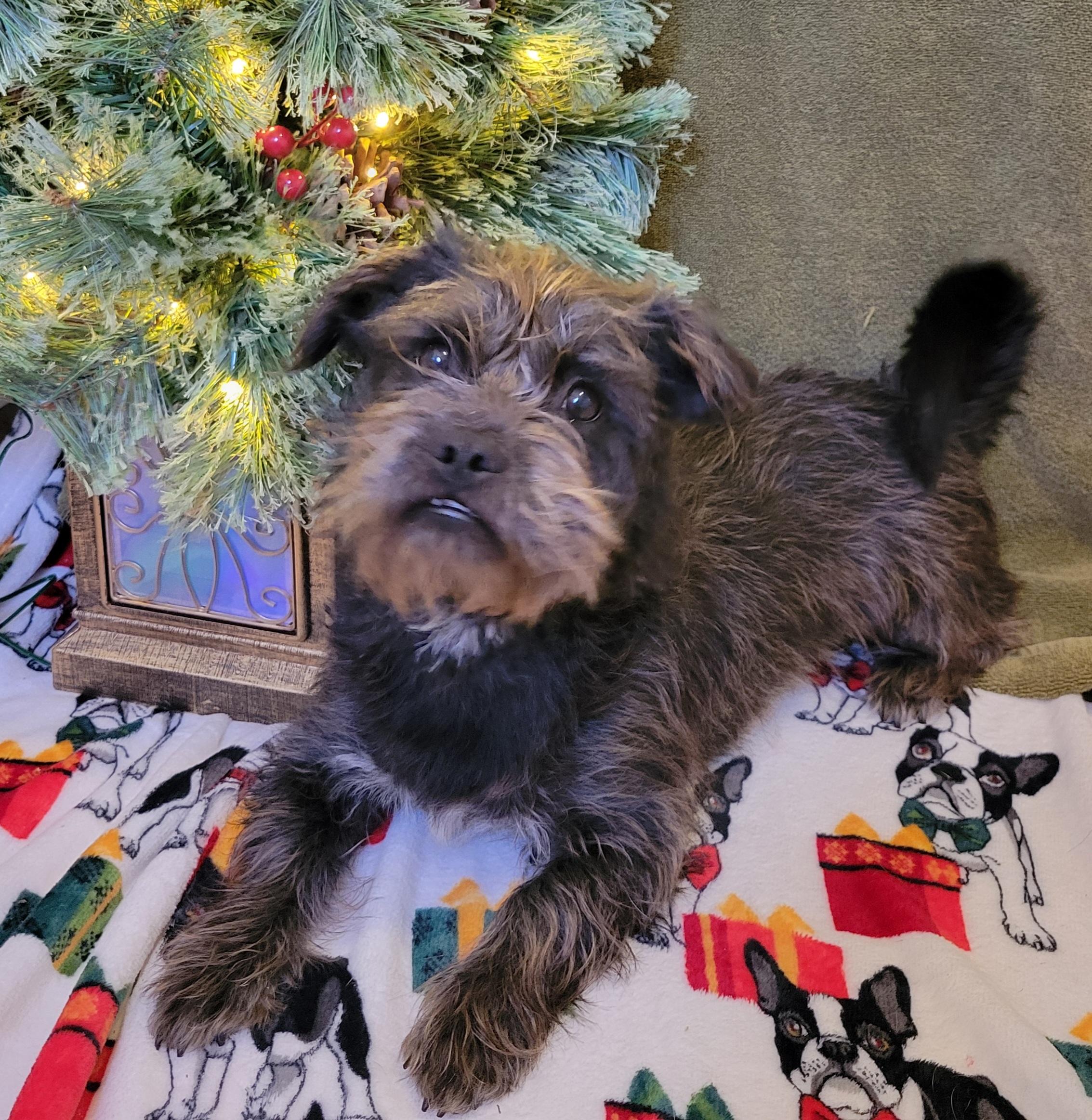 Enlarge Stella, a ADOPTABLE mixed breed in Elwood, NJ image 2/6