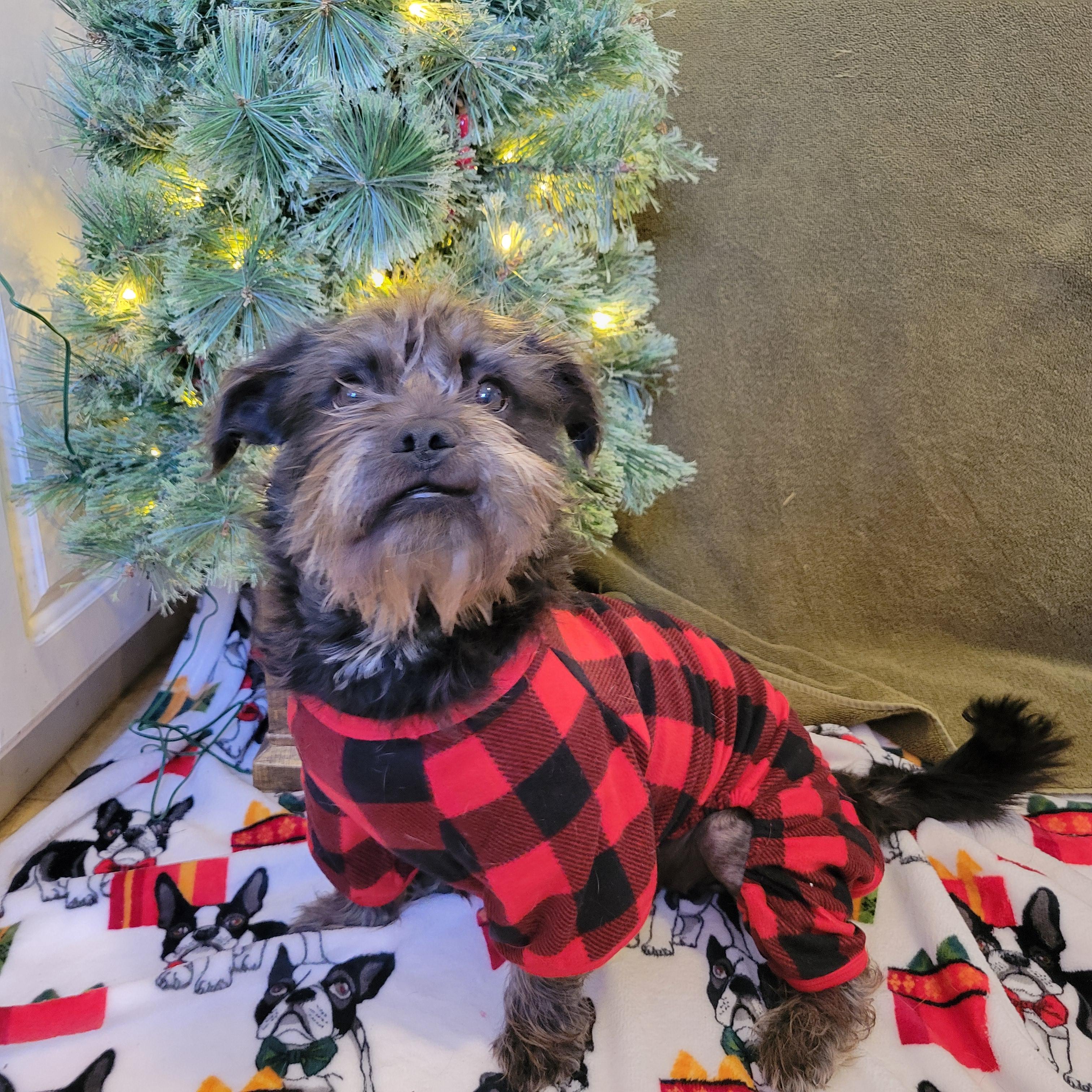 Enlarge Stella, a ADOPTABLE mixed breed in Elwood, NJ image 4/6