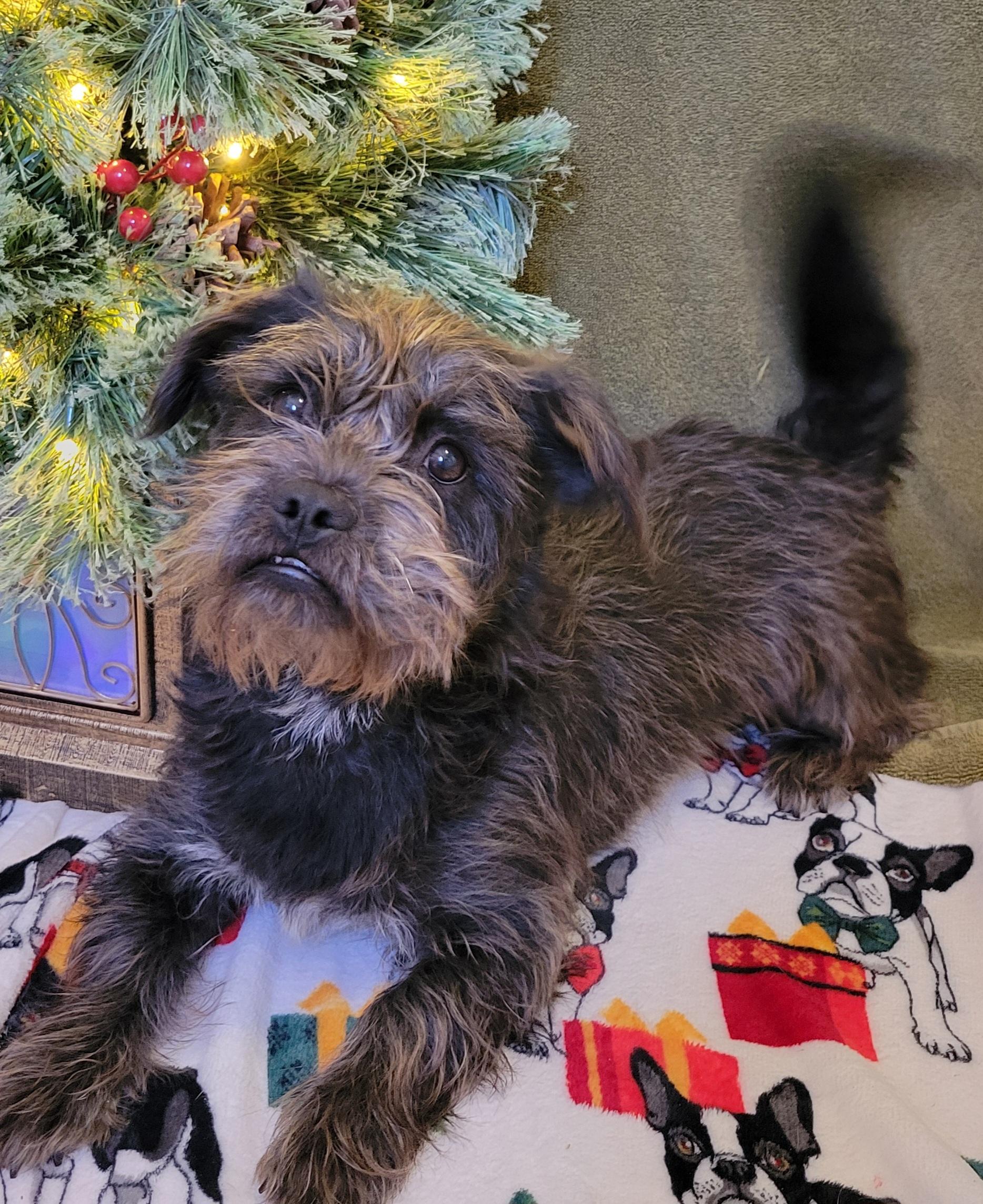 Enlarge Stella, a ADOPTABLE mixed breed in Elwood, NJ image 5/6