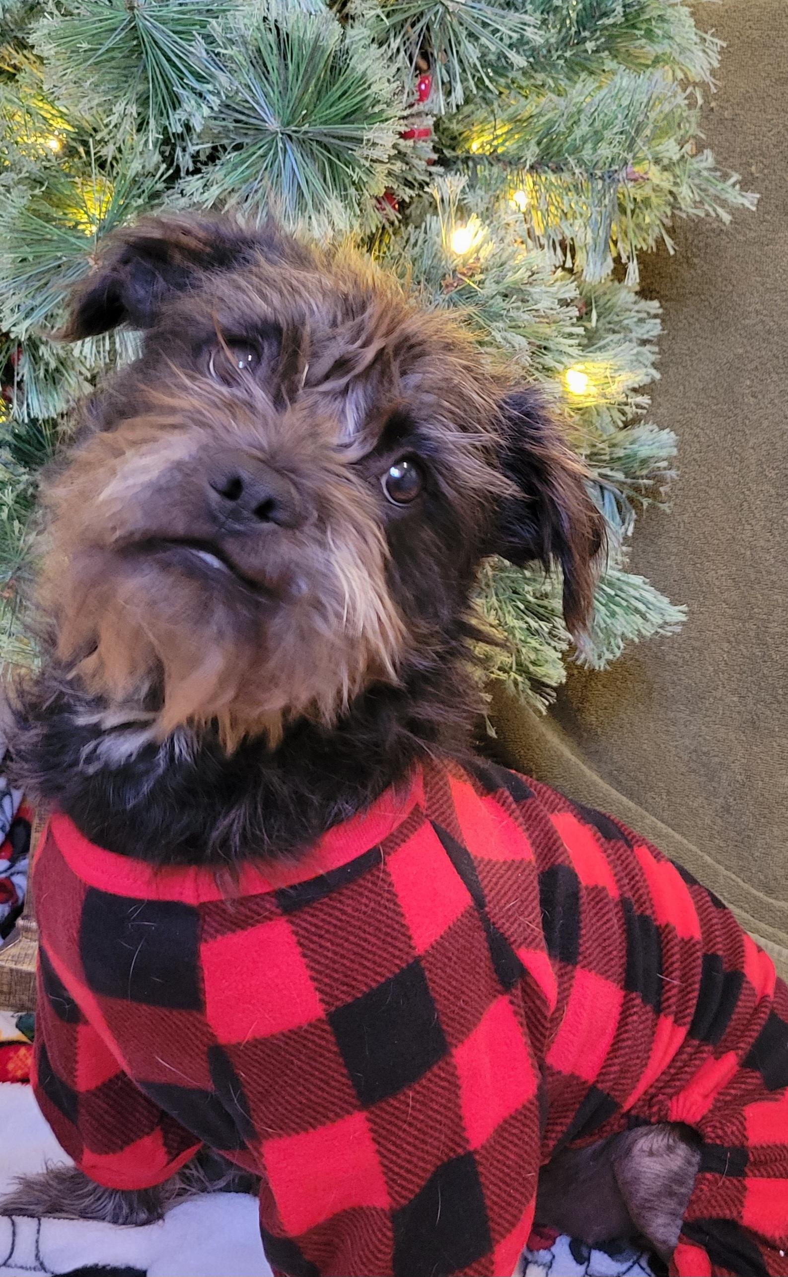 Enlarge Stella, a ADOPTABLE mixed breed in Elwood, NJ image 6/6