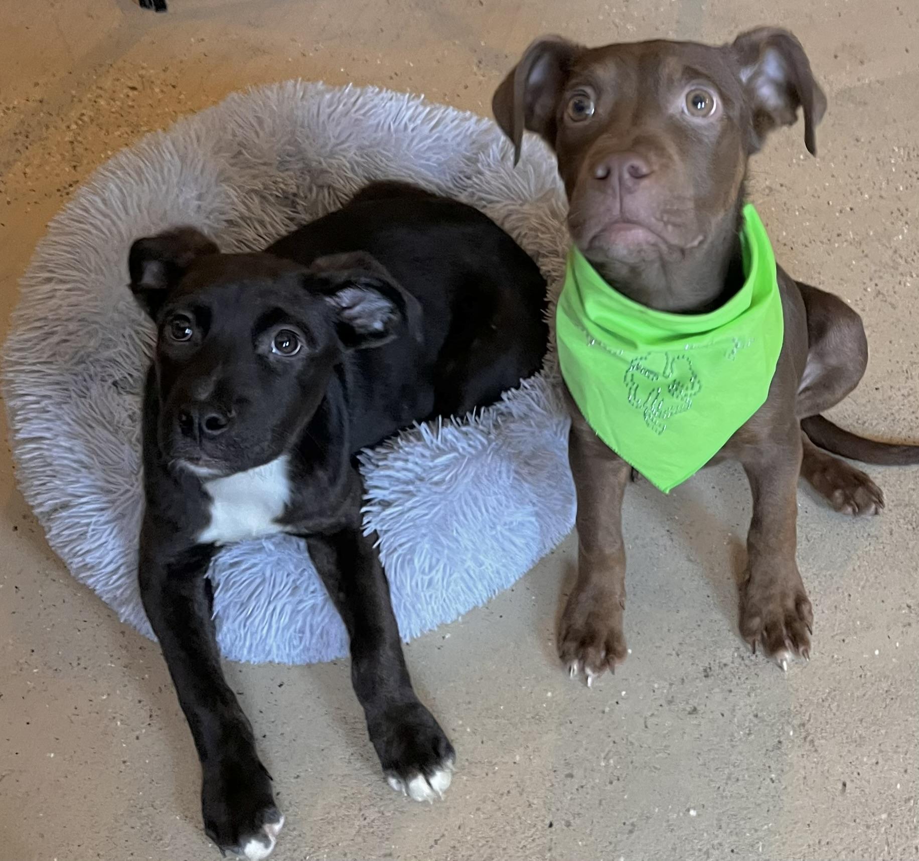 Nola, an adopted mixed breed in Egg Harbor City, NJ image 3/5