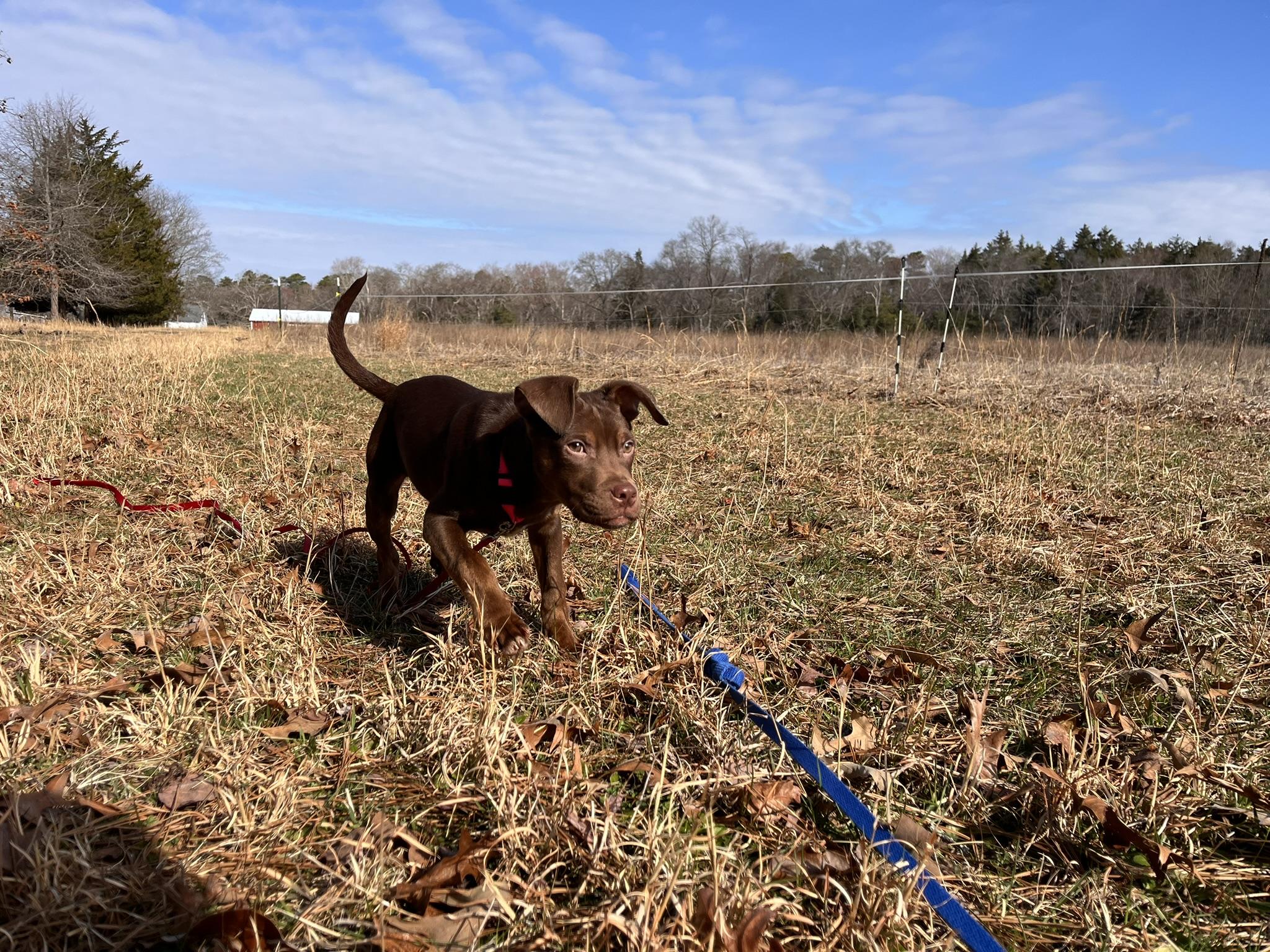 Nola, an adopted mixed breed in Egg Harbor City, NJ image 5/5