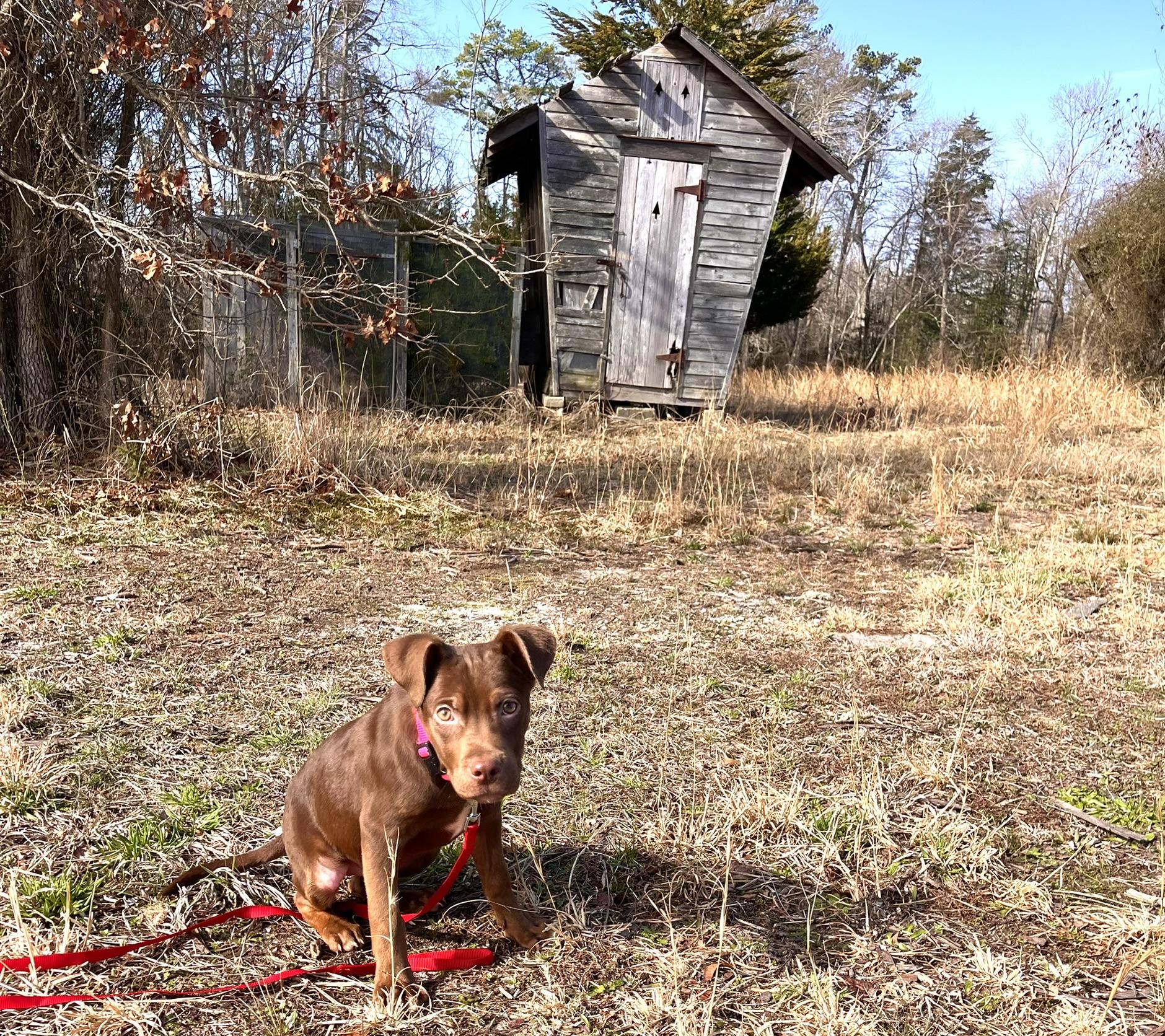 Nola, an adopted mixed breed in Egg Harbor City, NJ image 4/5
