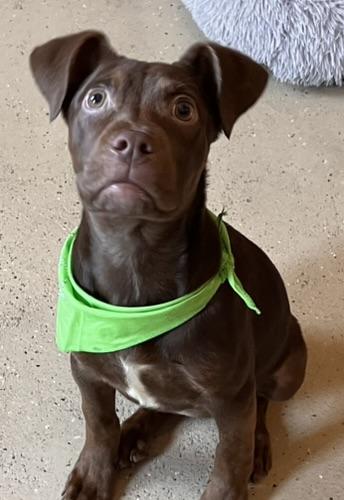 Nola, an adopted mixed breed in Egg Harbor City, NJ image 1/5