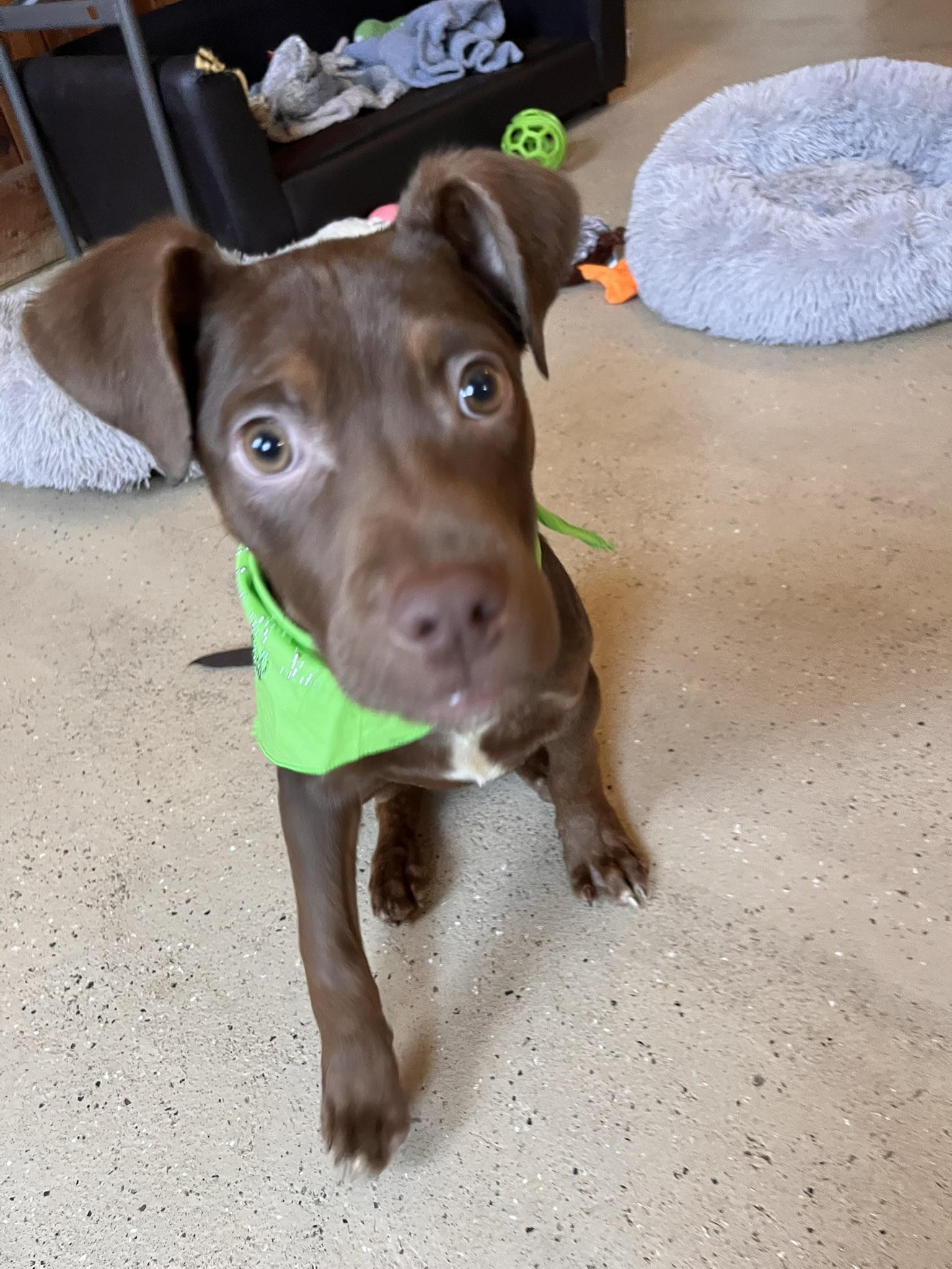 Nola, an adopted mixed breed in Egg Harbor City, NJ image 2/5