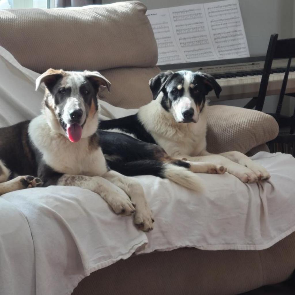 Enlarge Bandit, a Adoptable mixed breed in Tomball, TX image 1/6