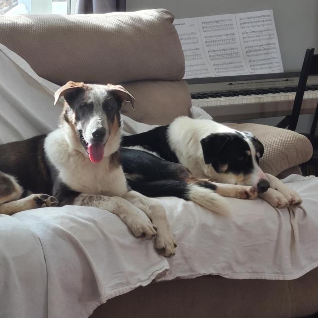 Enlarge Bandit, a Adoptable mixed breed in Tomball, TX image 3/6