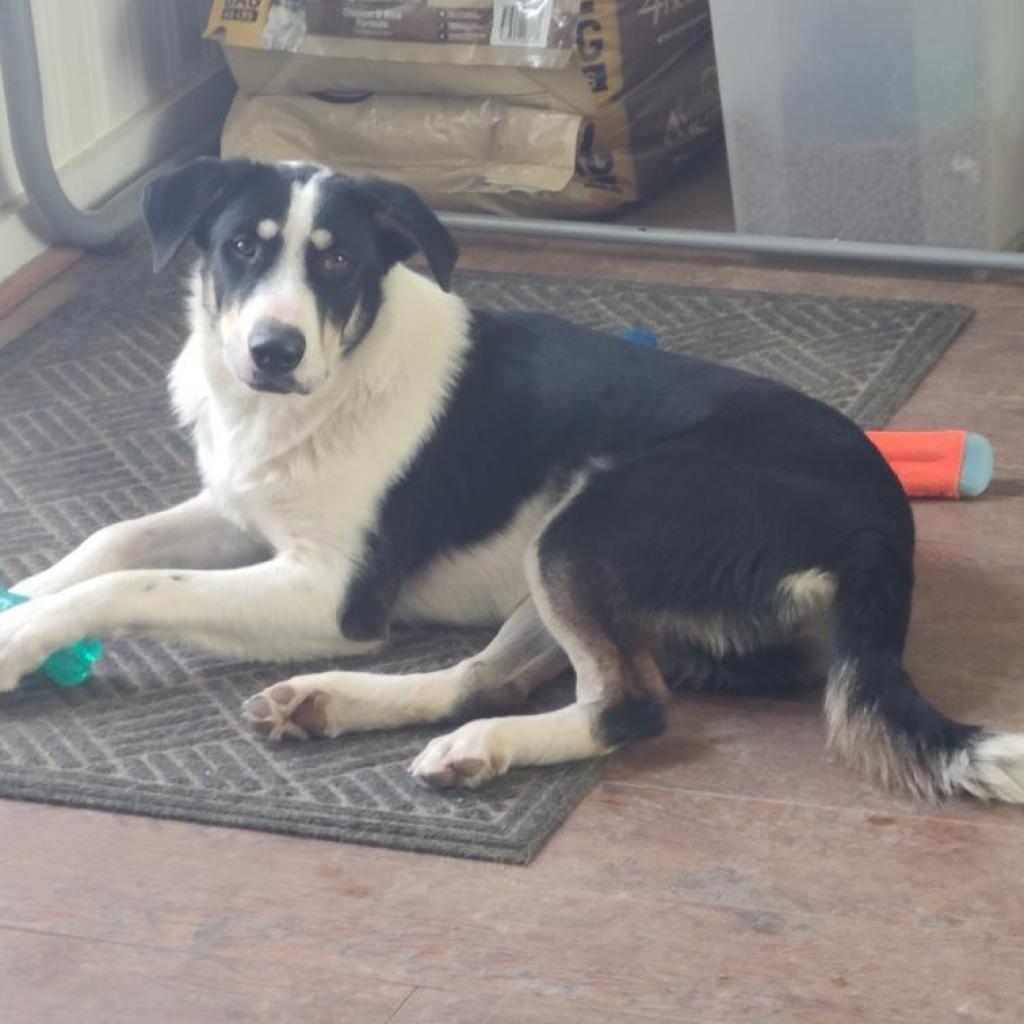 Enlarge Bandit, a Adoptable mixed breed in Tomball, TX image 4/6