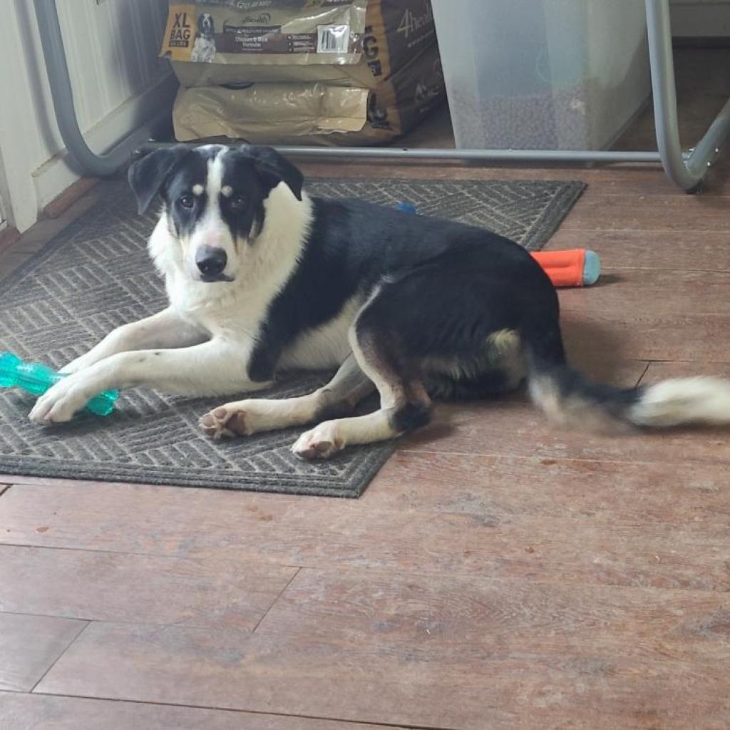 Enlarge Bandit, a Adoptable mixed breed in Tomball, TX image 5/6