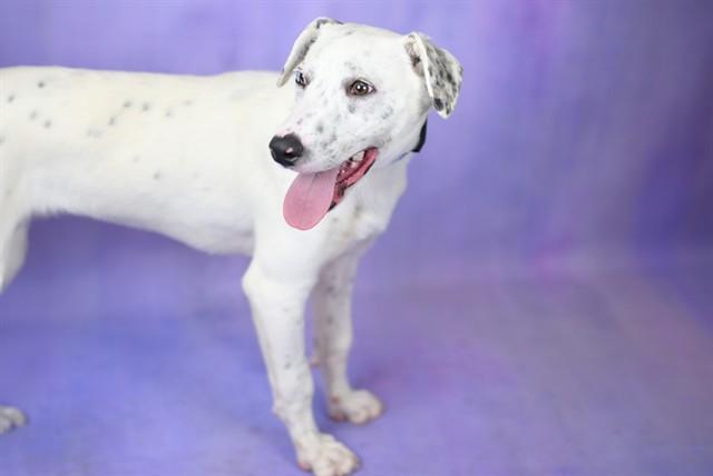 GREYSON, Adoptable, Young Male Australian Cattle Dog / Blue Heeler & Mixed Breed.