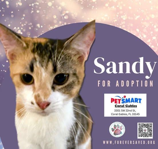 Enlarge Sandy, a ADOPTABLE Domestic Short Hair in Miami, FL image 1/1