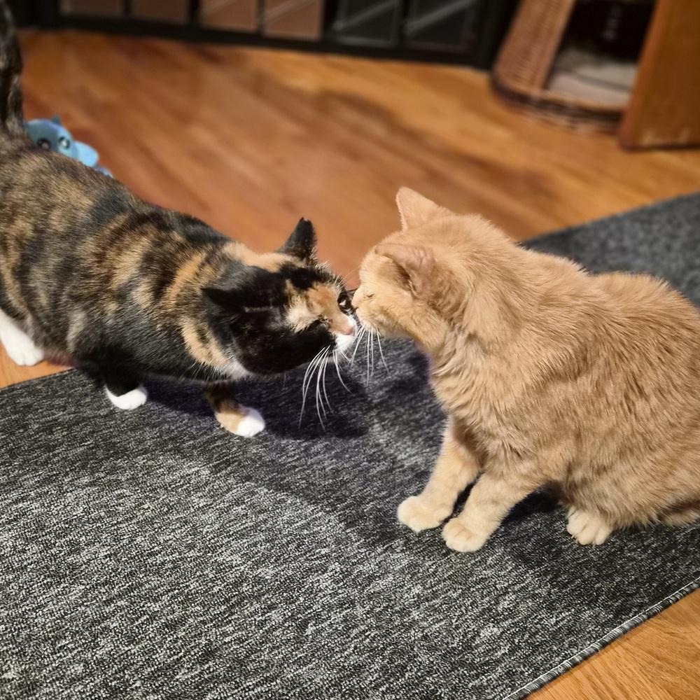 Enlarge Ariana, a Adoptable Domestic Short Hair in Patchogue, NY image 1/6