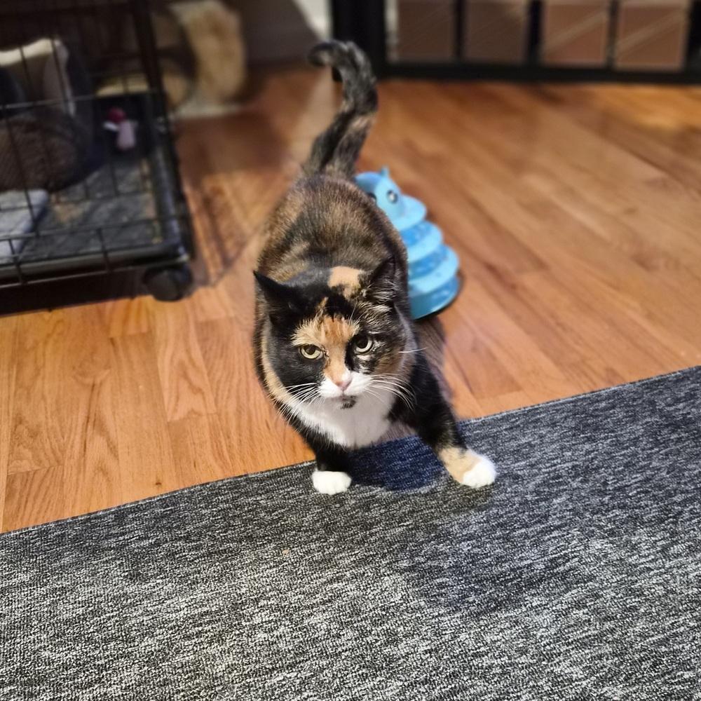 Enlarge Ariana, a Adoptable Domestic Short Hair in Patchogue, NY image 2/6