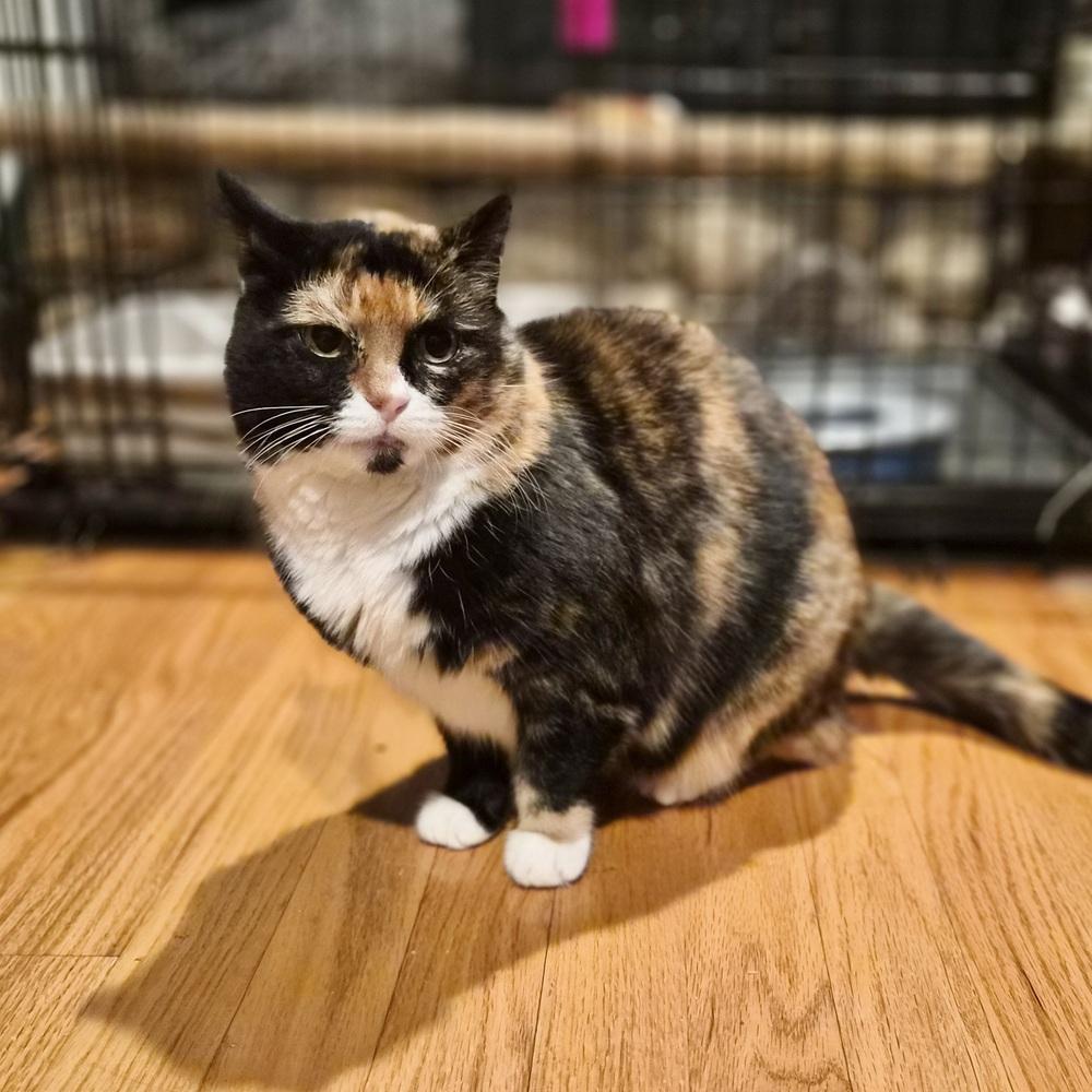 Enlarge Ariana, a Adoptable Domestic Short Hair in Patchogue, NY image 3/6