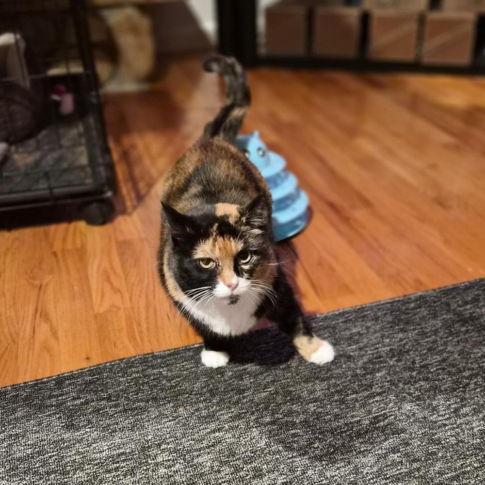 Enlarge Ariana, a Adoptable Domestic Short Hair in Patchogue, NY image 4/6