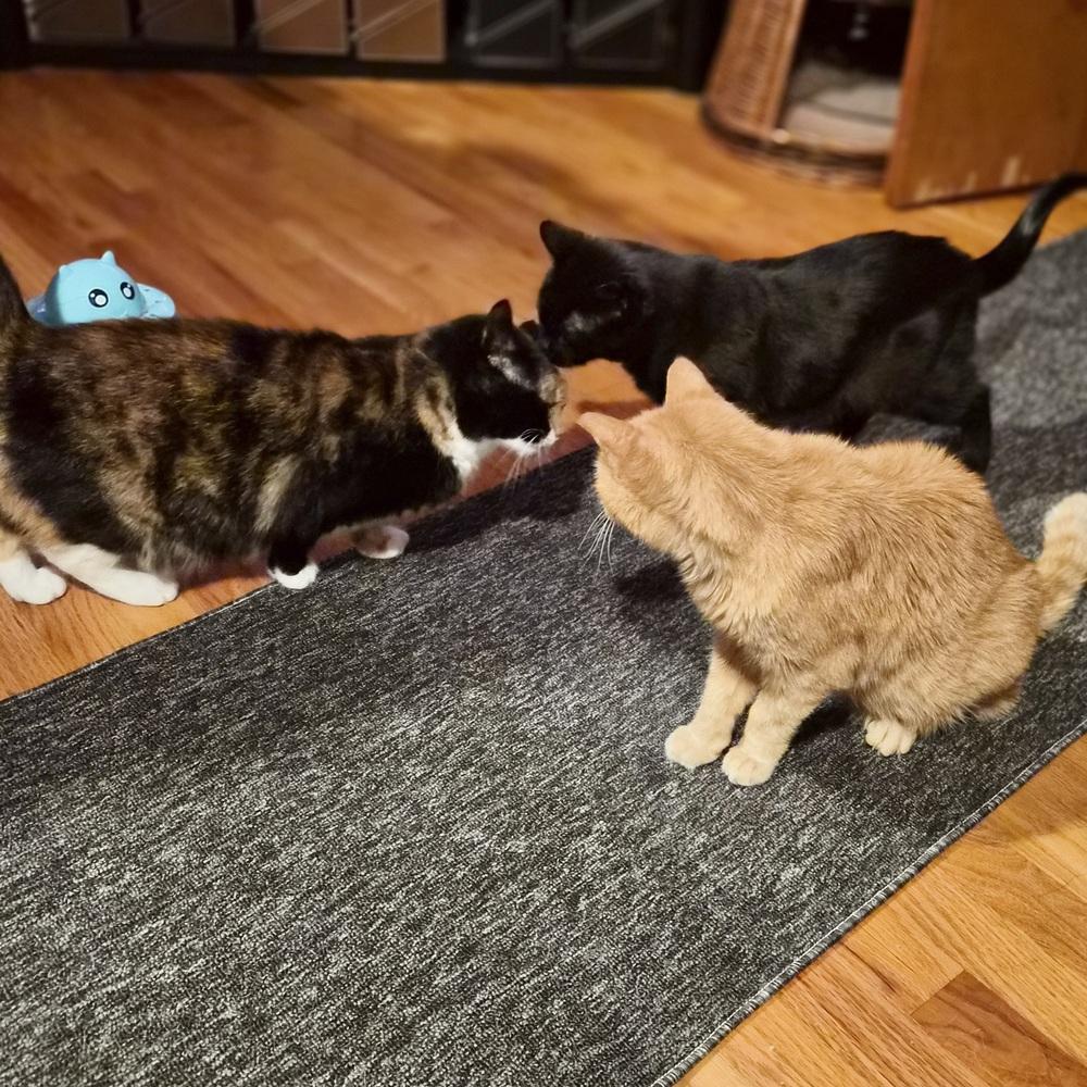 Enlarge Ariana, a Adoptable Domestic Short Hair in Patchogue, NY image 6/6