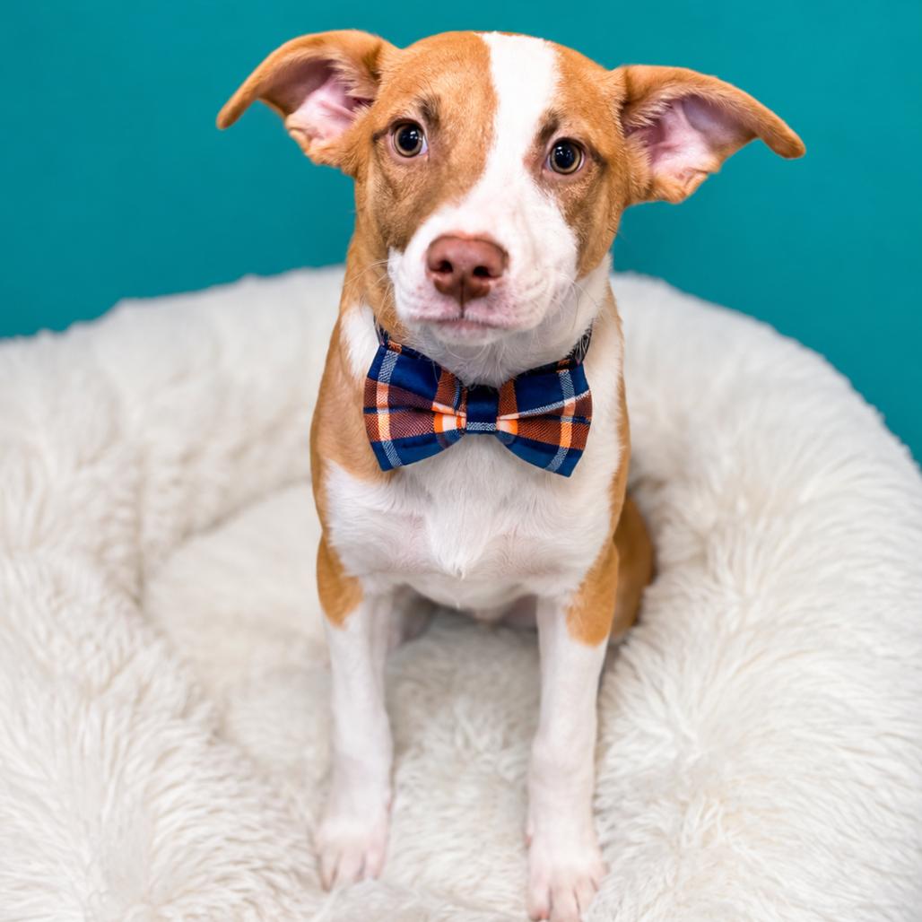 Enlarge Owl, a Adoptable mixed breed in Binghamton, NY image 1/1