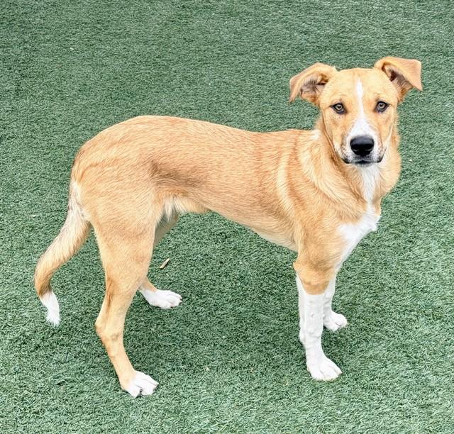 WINNIE, Adoptable, Young Female Border Collie & Mixed Breed.