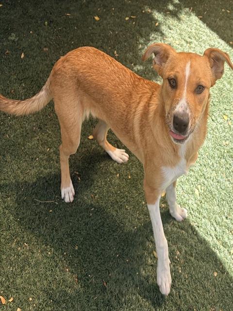 WINNIE, Adoptable, Young Female Border Collie & Mixed Breed.