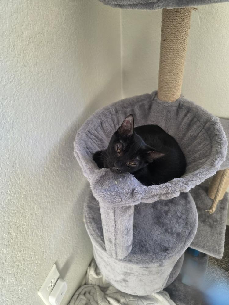 Spare Tire, Adoptable, Kitten Female Domestic Short Hair.
