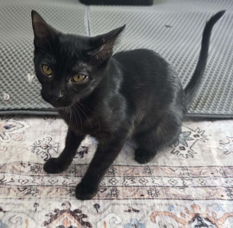 Spare Tire, a Adoptable mixed breed in tucson, AZ image 2/4