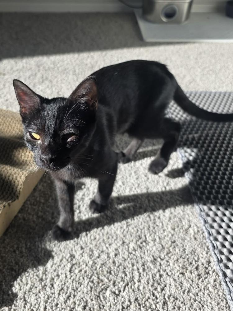 Spare Tire, a Adoptable mixed breed in tucson, AZ image 4/4