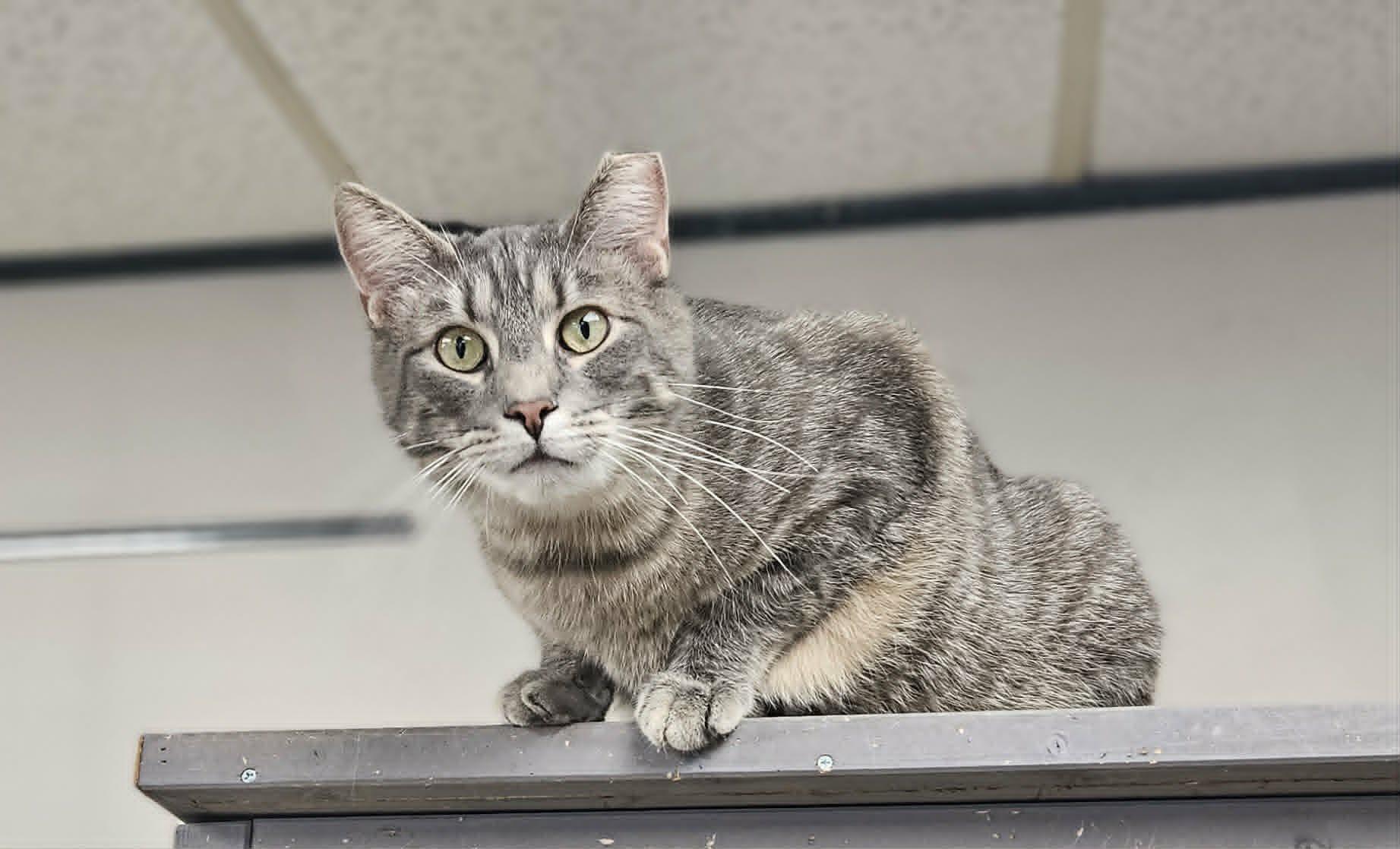 Tonka, Adoptable, Adult Male Domestic Short Hair.