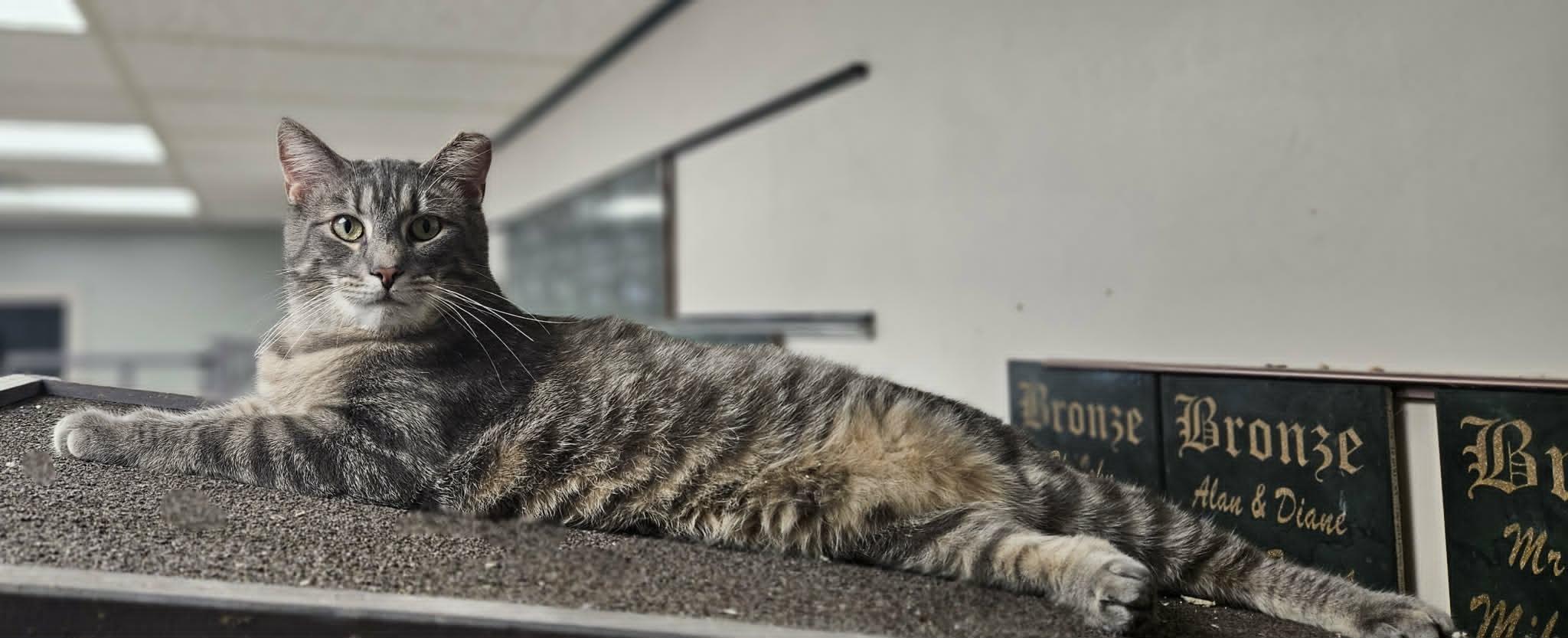Enlarge Tonka, a Adoptable Domestic Short Hair in Wapakoneta, OH image 3/6