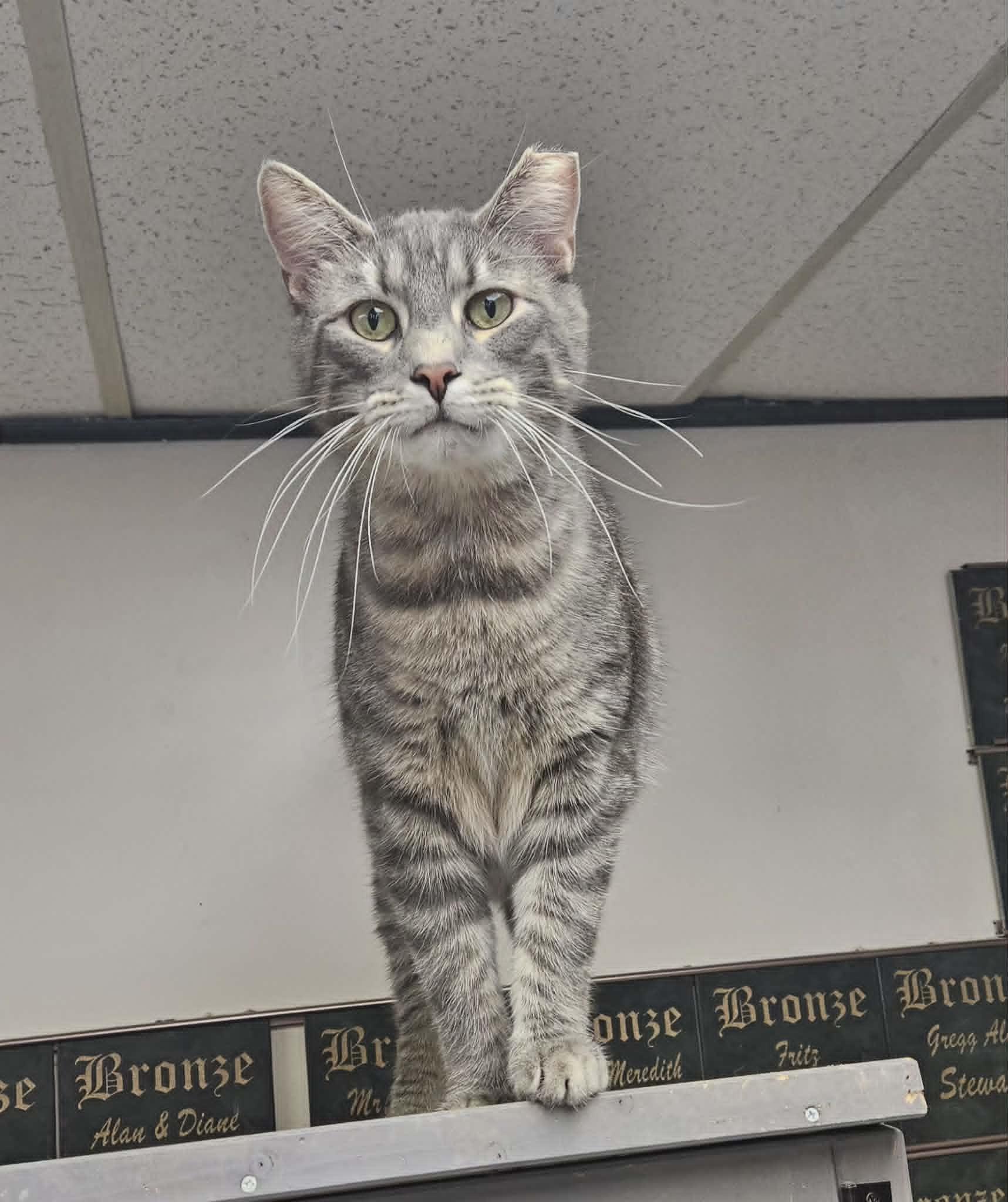 Enlarge Tonka, a Adoptable Domestic Short Hair in Wapakoneta, OH image 2/6
