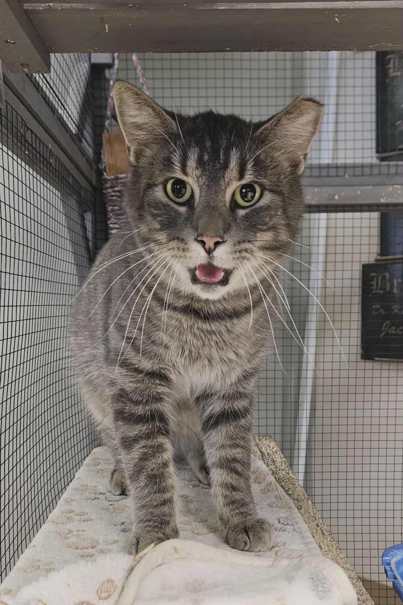 Enlarge Tonka, a Adoptable Domestic Short Hair in Wapakoneta, OH image 1/4