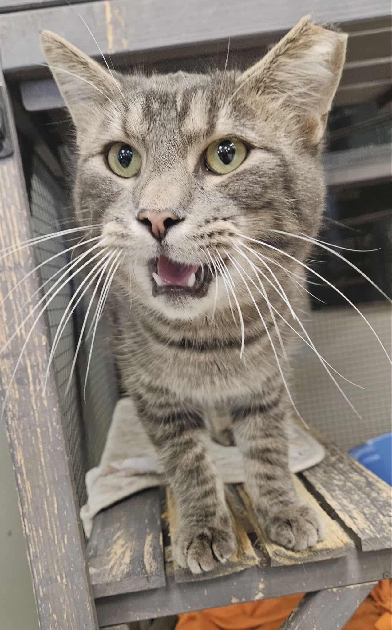 Enlarge Tonka, a Adoptable Domestic Short Hair in Wapakoneta, OH image 3/4