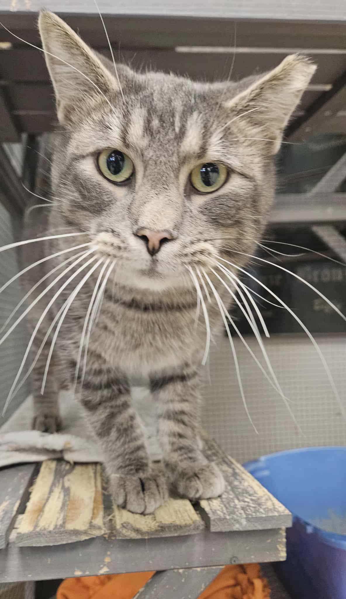 Tonka, Adoptable, Adult Male Domestic Short Hair.