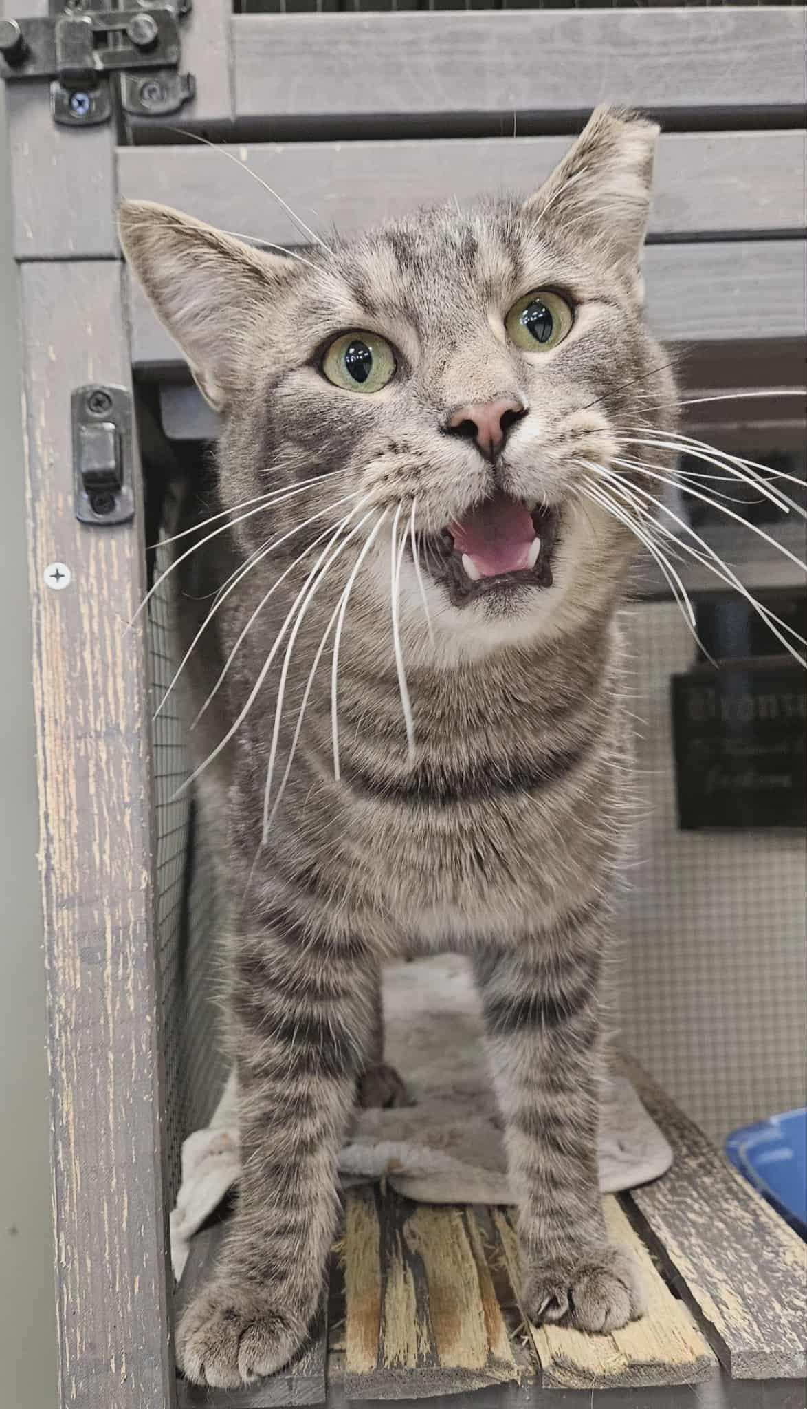 Tonka, Adoptable, Adult Male Domestic Short Hair.