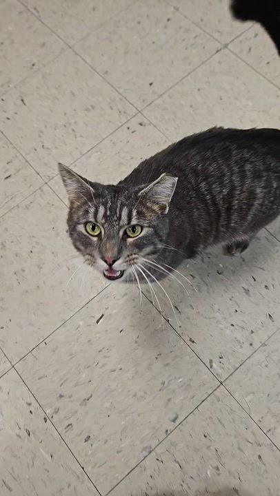 Enlarge Tonka, a Adoptable Domestic Short Hair in Wapakoneta, OH video 4/6