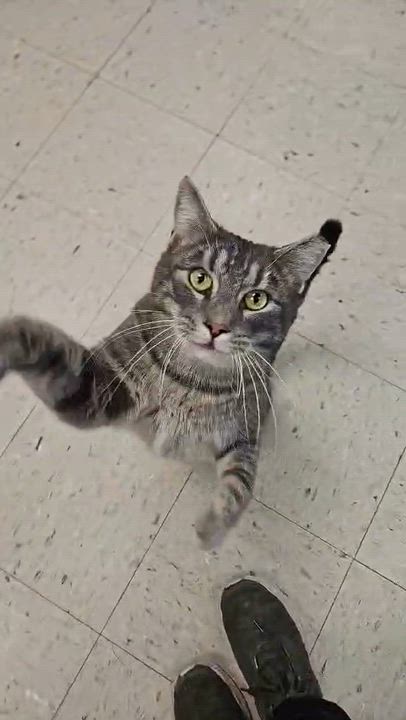 Enlarge Tonka, a Adoptable Domestic Short Hair in Wapakoneta, OH video 6/6
