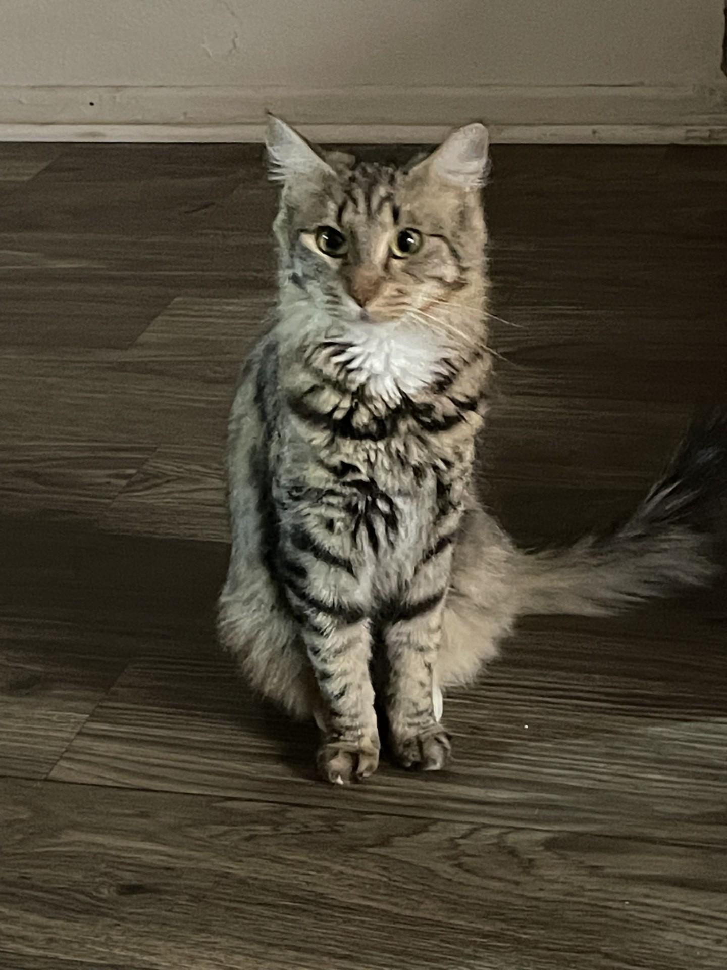 Sister, ADOPTABLE, Kitten Female Domestic Medium Hair.