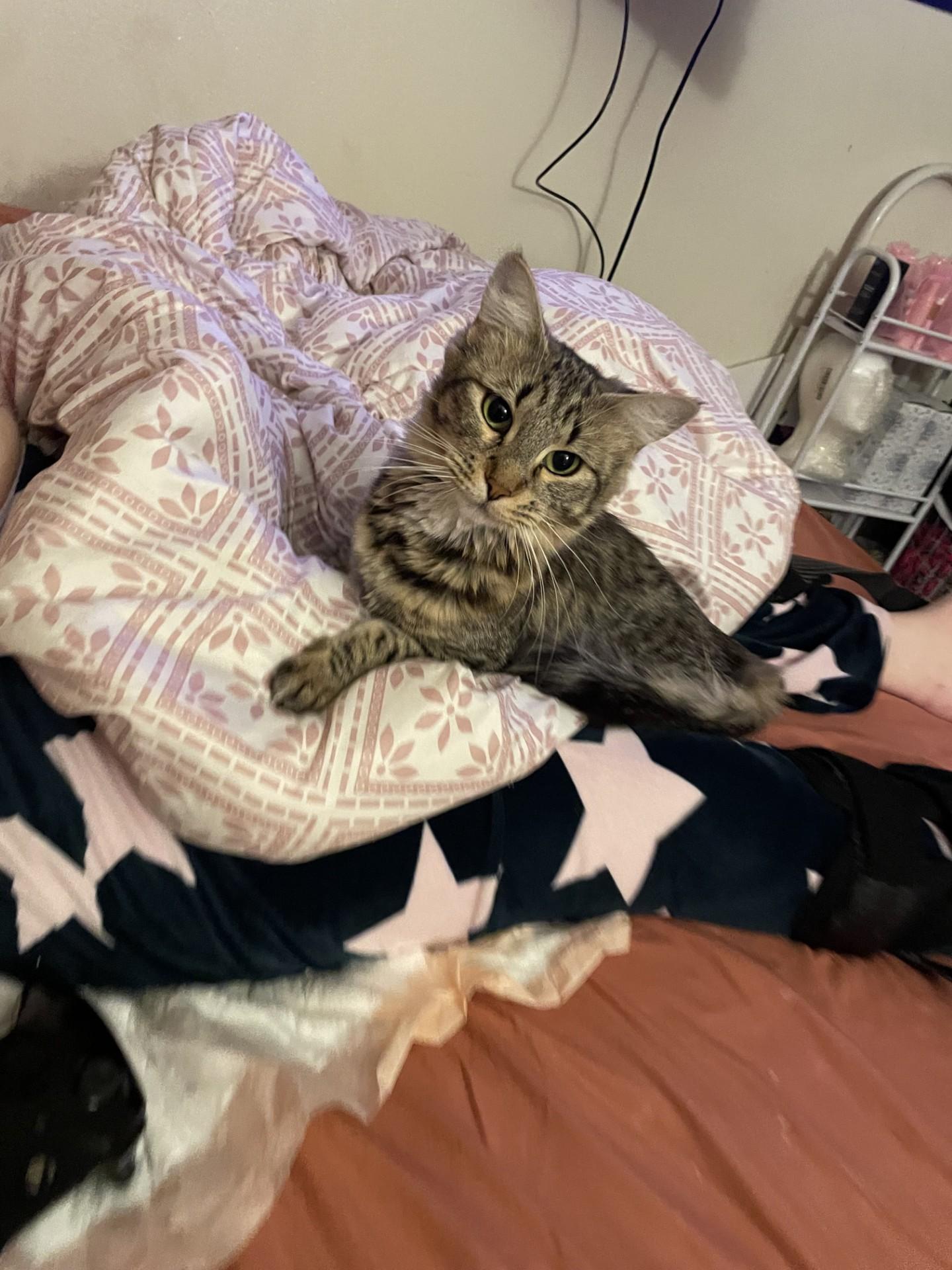 Enlarge Sister, a ADOPTABLE mixed breed in Victorville, CA image 2/2