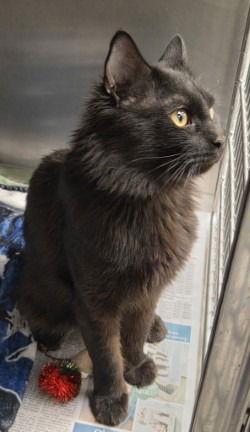 Enlarge CA 137 Candy Kane, a Adoptable Domestic Short Hair in Glen Allen, VA image 1/2