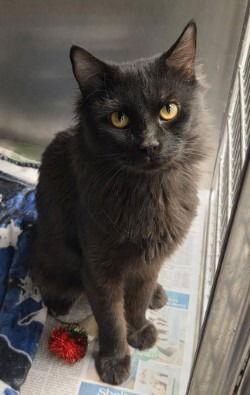 Enlarge CA 137 Candy Kane, a Adoptable Domestic Short Hair in Glen Allen, VA image 2/2