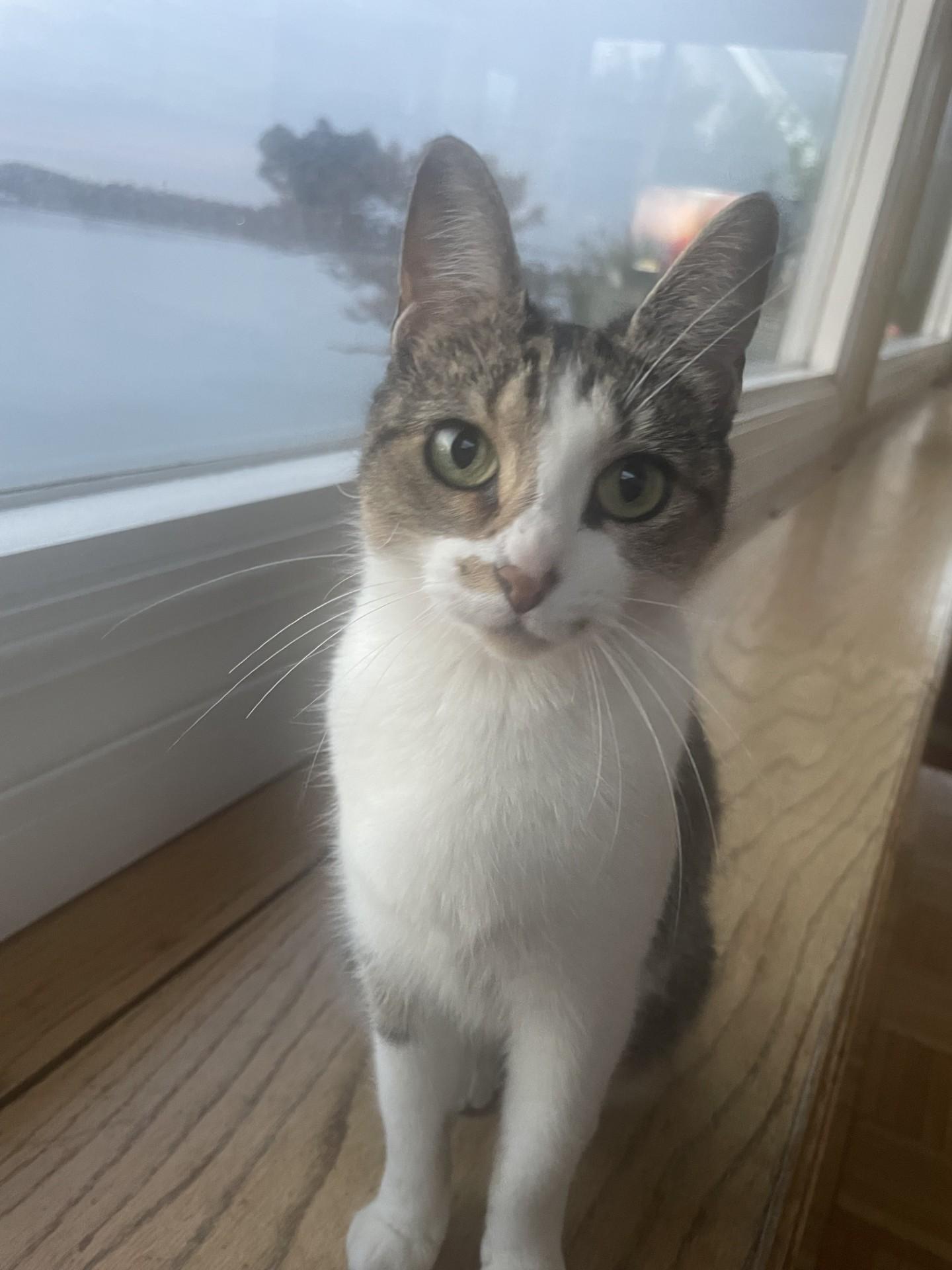 Enlarge Oatmeal, a Adoptable Domestic Short Hair in Melrose, MA image 1/5